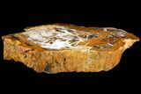 Petrified Wood (Sycamore) Section - Parker, Colorado #141429-1